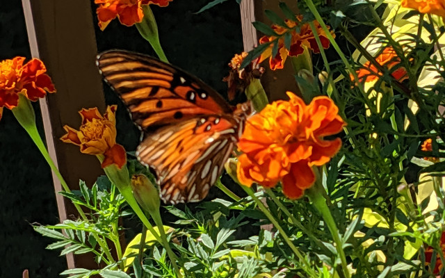 Butterfly