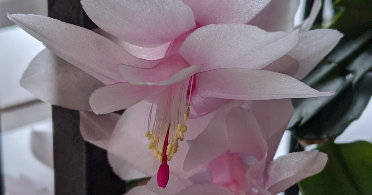 Christmas Cactus