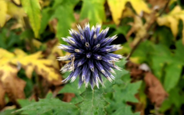 globe thistle