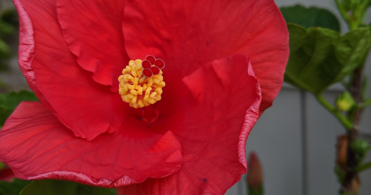 Hibiscus