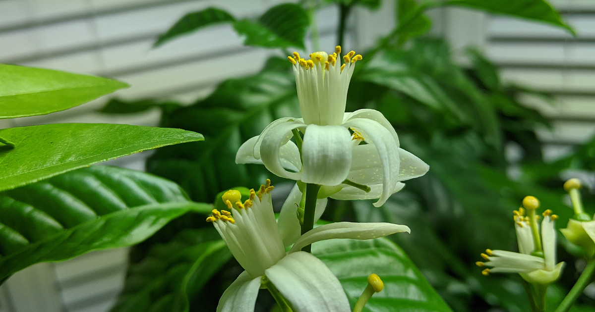 orange bloom