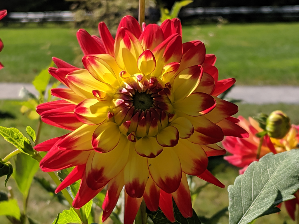 Dahlia