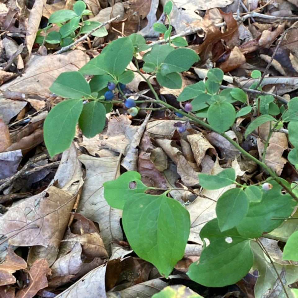 wild blueberries